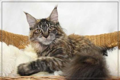 Wunderschöne Maine Coon Jungtiere und Kastraten