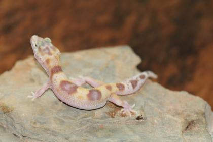 Leopardgecko Super Giant 0. 1