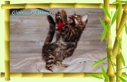 Cahsmere Bengal Kater sehr lieb pfiffig Evtl. sogar mit Zuchtfreigabe