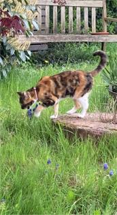 Schlanke Katze vermisst. Hat sie denn niemand gesehen