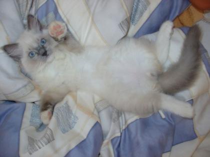 Ragdoll Babys in besten Hände
