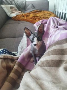 Abzugeben Sphynx kitten 2023