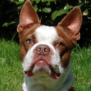BO-DEXTER - männlich 5 Jahre 40 cm 15 kg Boston Terrier Gechipt Kastriert