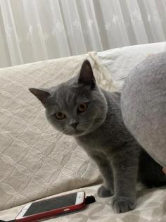 Bkh Deckkater Blue Blutgruppe A