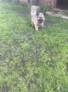 Schäferhund Mix Welpen zu verkaufen,