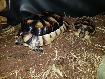 2 wundervolle Breitrandschildkröten auch mit komplettem Terrarium