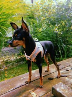 Russkiy Toy Terrier Mädchen Welpe