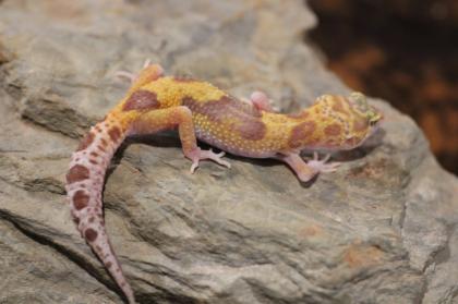 Leopardgecko Super Giant 0. 1