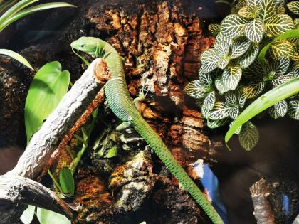 Gastropholis Prasina 1. 3