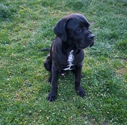 Reinrassiger Cane Corso Rüde