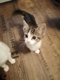 Katzenbabys, Kitten, Katze