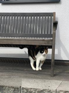 Schöne Katzendame abzugeben