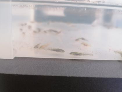 Axolotl babys zum reservieren