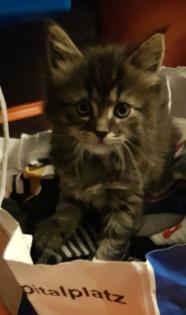 Maine coon Katerchen ab März