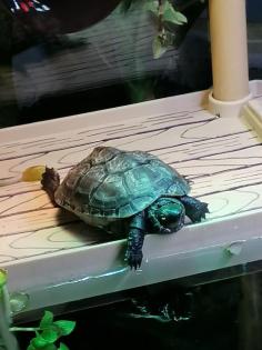 Chinesische Dreikielschildkröte