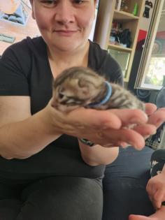 Bengal bengalkatze bengalkitten