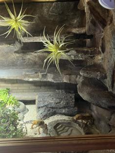 Terrarium mit 3 Leopardgeckos -vollausgestattet Zubehör