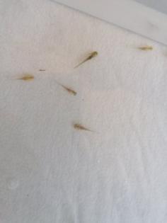 Axolotl babys zum reservieren