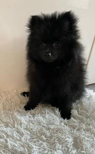 Pomeranian Zwergspitz Welpen