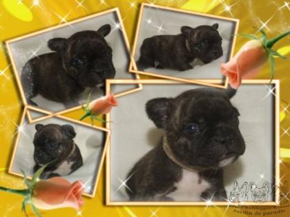 Französische Bulldoggen Welpen mit gesunder Nasenlänge und Pap.