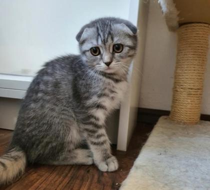 BKHKITTEN tabby abgabebereit
