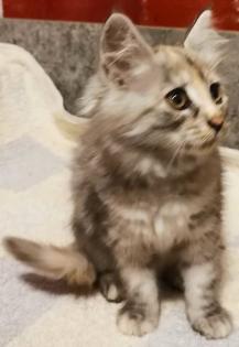Maine Coon Kitten zum Knutschen