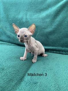 Süße Canadian Sphynx Kitten