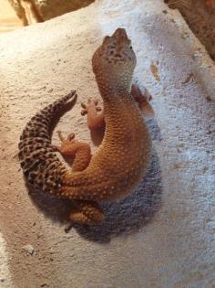 5 Leopardgecko Weibchen abzugeben