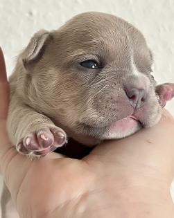 Französische Bulldogge mit Papiere