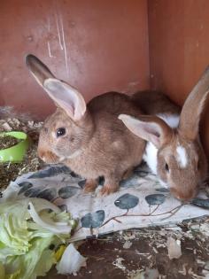 Mecklenburger Schecken Kaninchen Bock Rammler Männchen