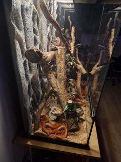 Drei Kornnattern ungefähr 2 Jahre alt. Mit Terrarium und Technik