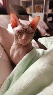 Zwei wunderschöne Sphynx Kater