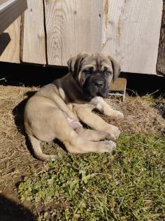 Reinrassige Cane Corso italiano Welpen
