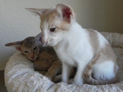 Wunderschöne Orientalenkitten mit Papiere suchen ab sofort ein neues zu Hause