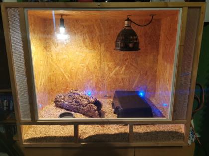 Verkaufe meine 2 Königspythons mit Zubehör