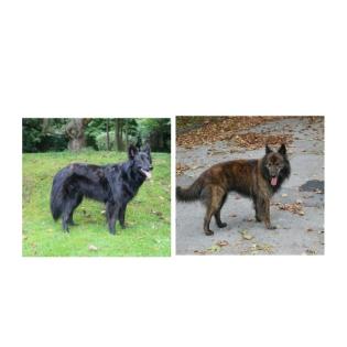 Zucht Hollandse Herder Holländischer Schäferhund Langhaar