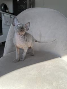 Kanadische Sphynx Kitten