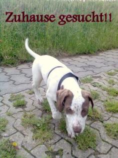 Ponty sucht liebevolles Zuhause