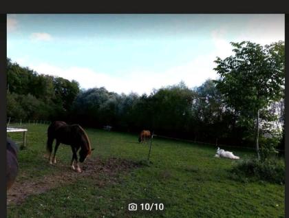 Privater Offenstall Stallplatz hat Plätze frei