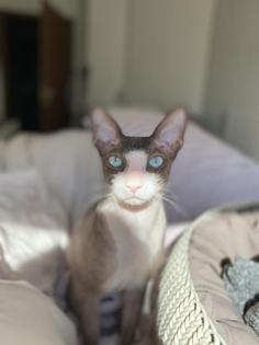 Deckkater