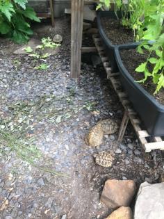 Griechische Landschildkröten 11 Stück Testudo hermanni Zubehör komplett Aufgabe