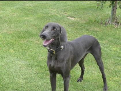 Blauer Weimaraner Rüde zu verkaufen
