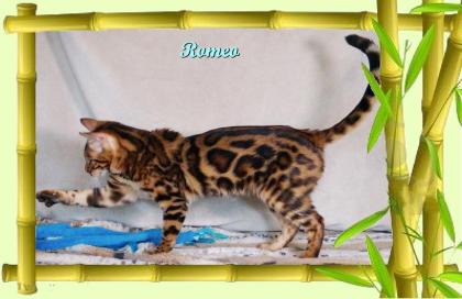 Exklusiver und pfiffiger Bengal Kater, Donat Rosetten, Eyecatcher, unkastriert
