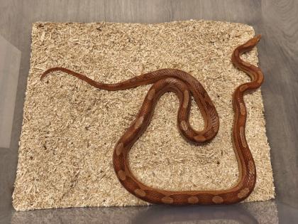 0. 1 Kornnatter Hypo-Motley het. Anery