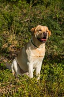 Labrador-Welpen, braun, reinrassig, Rüde Hündin je 1x