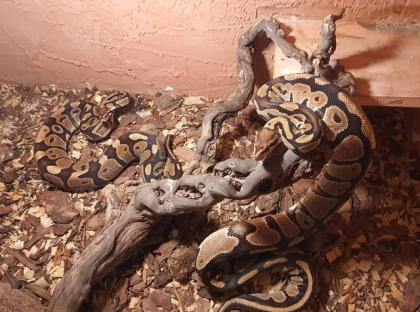 Königspython 1. 1 Python regius