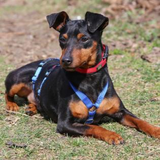 ROOSVELT - männlich 2 Jahre 27 cm 5 kg Rehpinscher Gechipt Kastriert