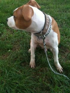 AMERICAN STAFFORDSHIRE WELPEN