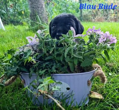 Labrador Welpen schwarz und gelb