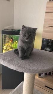 Britisch Kurzhaar Kitten